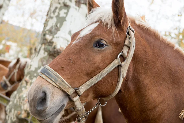 Retrato de un hermoso caballo salvaje — Foto de Stock