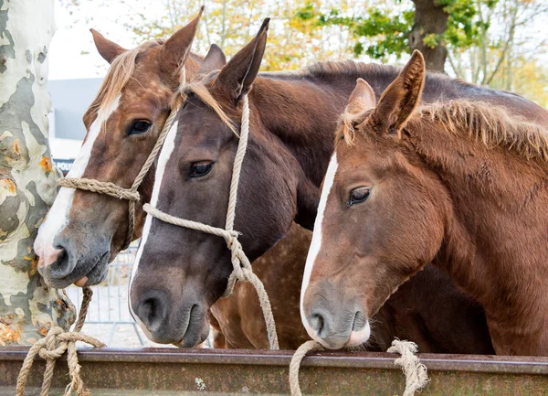 Retrato de tres hermosos caballos salvajes — Foto de Stock