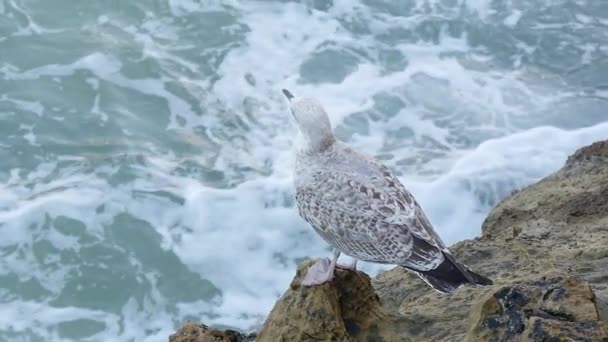 Seagull Zat Een Rots Aan Kust — Stockvideo