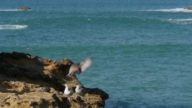 Deniz kenarında bir kayanın üzerinde tünemiş martı