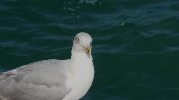 Seagull Zat Een Rots Aan Kust — Stockvideo