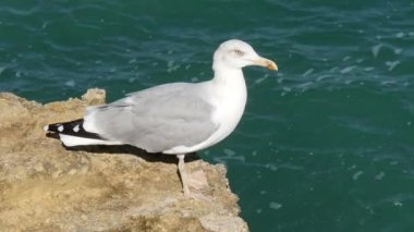 Deniz kenarında bir kayanın üzerinde tünemiş martı