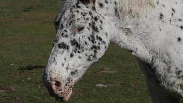 Primer Plano Cabeza Del Caballo Manchado — Vídeo de stock