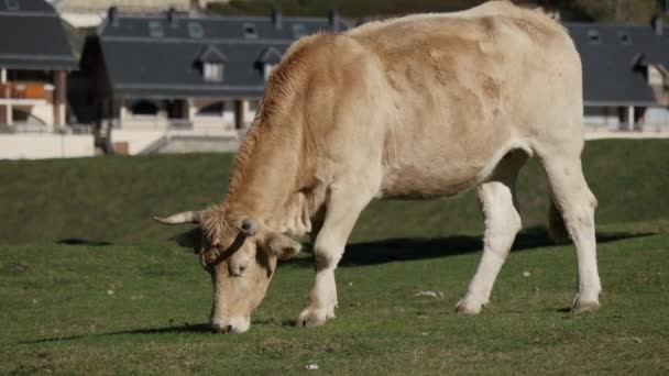 Cow Grazing Alpines Pastures — Stock Video