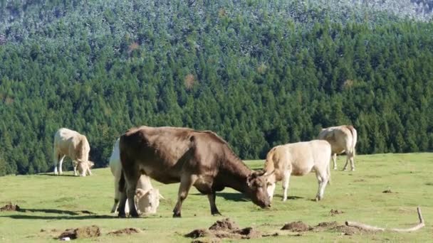 Kudde Koeien Grazen Alpines Weiden — Stockvideo