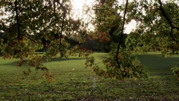 阳光透过树叶 — 图库视频影像