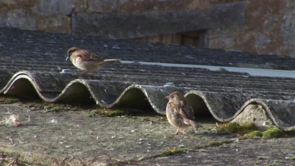 Oiseaux Sur Toit — Video