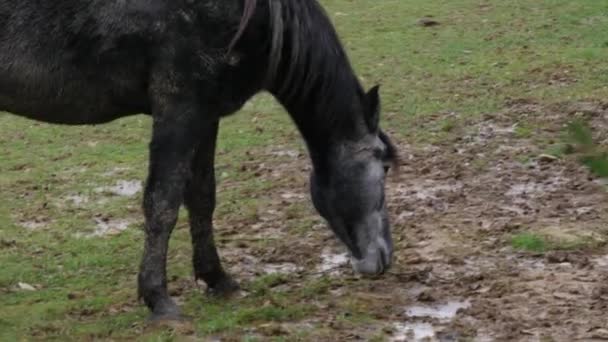 Pferd Weidet Auf Einer Feuchten Weide — Stockvideo