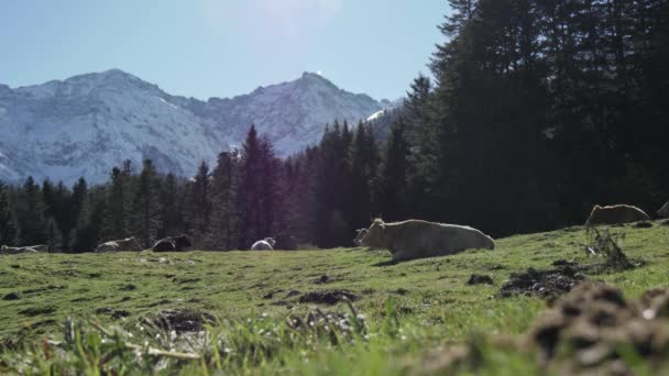 Manada Vacas Descansando Nas Pastagens Dos Alpinos — Vídeo de Stock