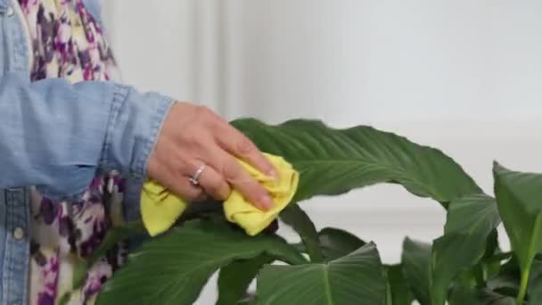 Mujer Limpieza Plantas Verdes — Vídeos de Stock