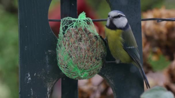 Синя Синиця Parus Caeruleus Годування Харчовому Ячі Взимку — стокове відео