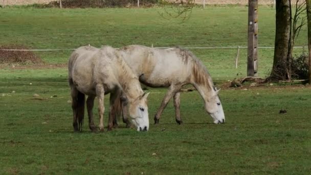 Two White Horses Pasture — Stock Video