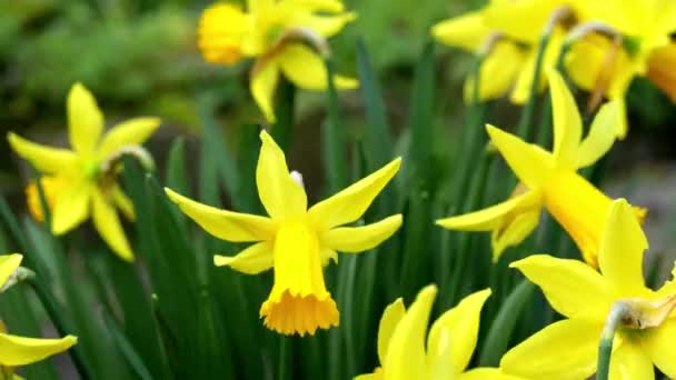 Gula Påskliljor Blomma Vinden — Stockvideo