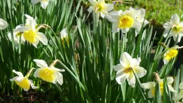 Narcisos Amarillos Florecen Viento — Vídeo de stock