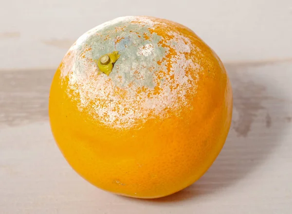 Rotten orange on the wooden table — Stock Photo, Image