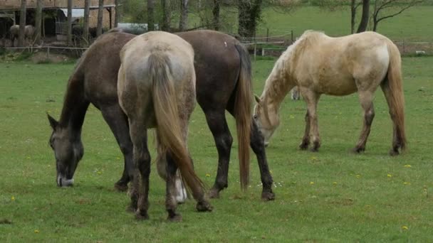 chevaux broutant dans la prairie