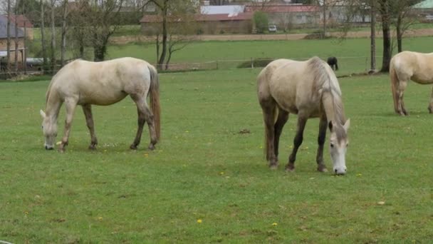 chevaux broutant dans la prairie