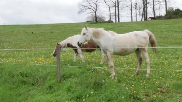 chevaux broutant dans la prairie
