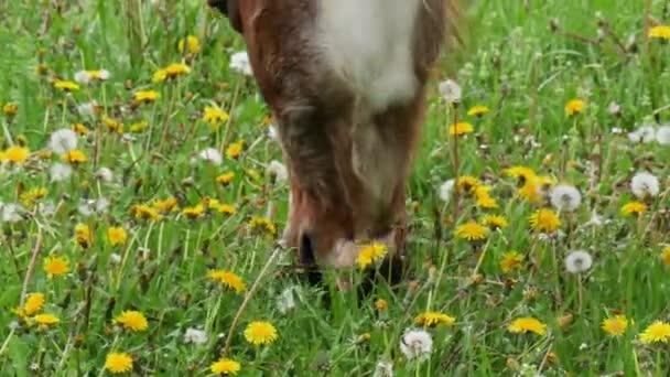 Horse Grazing Meadow Close — Stock Video