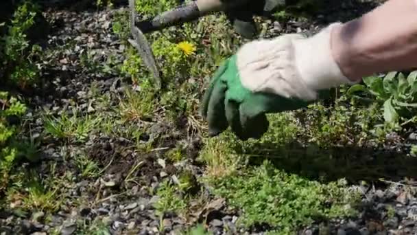 jardinier femme supprime les mauvaises herbes 