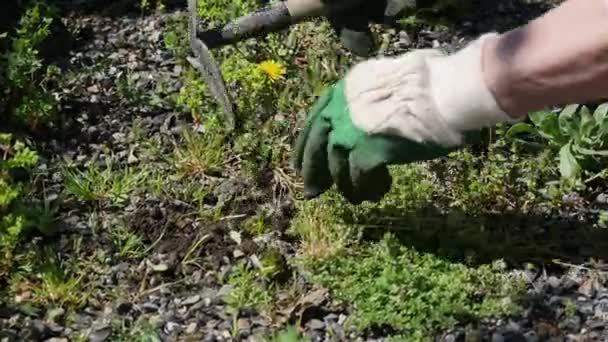 Mulher Jardineiro Remove Ervas Daninhas — Vídeo de Stock