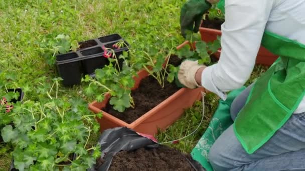 Γυναίκα Potting Γεράνι Λουλούδια — Αρχείο Βίντεο