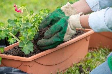 kadın Sardunya Çömlekçilik çiçekler