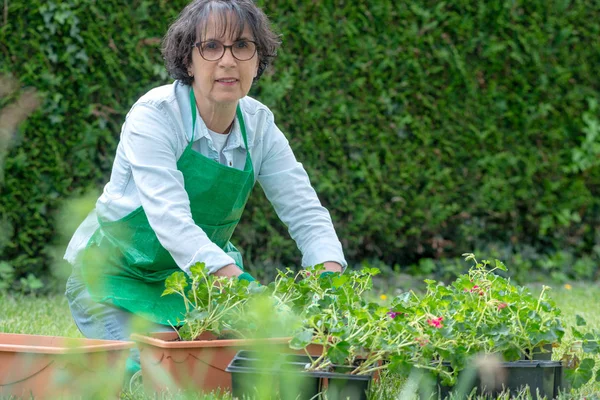 Mujer maceta geranio flores — Foto de Stock