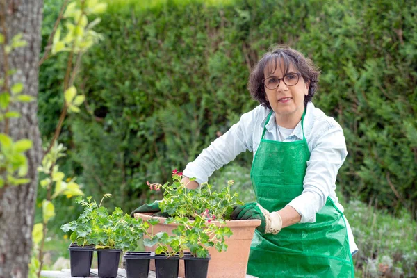 Mujer maceta geranio flores — Foto de Stock