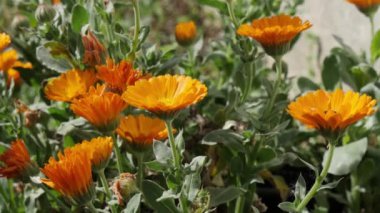 kadife çiçeği (Calendula officinalis) çiçek yaz bahçesinde