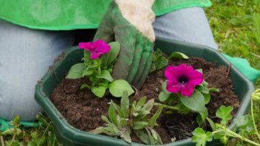 kadın Petunya Çömlekçilik çiçekler