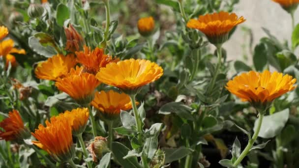 Nagietek Calendula Officinalis Kwiat Ogrodzie — Wideo stockowe