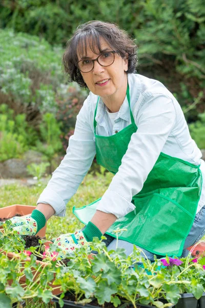 Rijpe vrouw potgrond geranium bloemen — Stockfoto