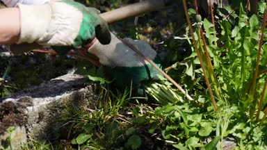 Bahçıvan kadın otlar kaldırır