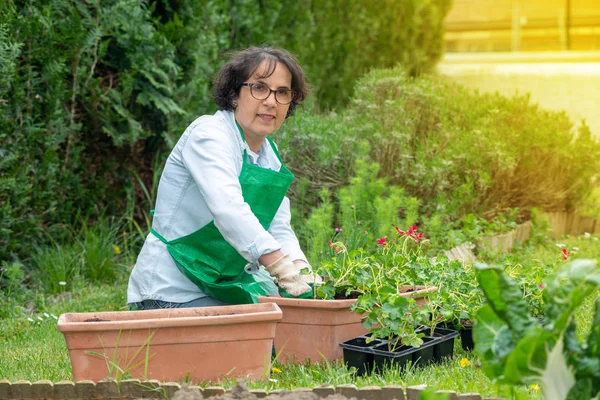 Senior kvinde potning geranium blomster - Stock-foto