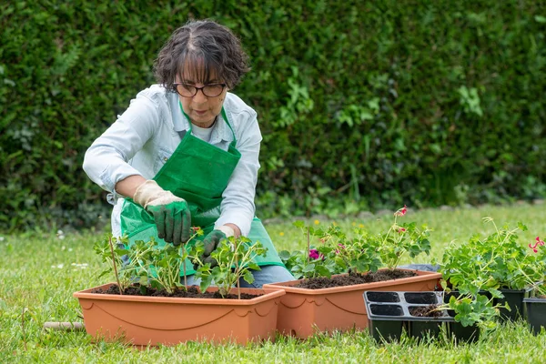 Mujer mayor macetas flores de geranio — Foto de Stock