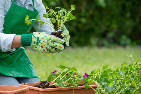 Ręce kobieta zalewania geranium kwiaty — Zdjęcie stockowe