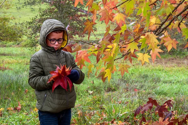 公園に紅葉した男の子が. — ストック写真