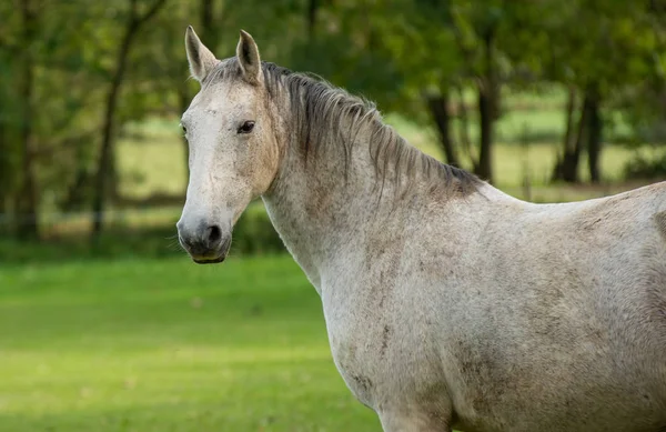 Paardenweiden in het weiland — Stockfoto