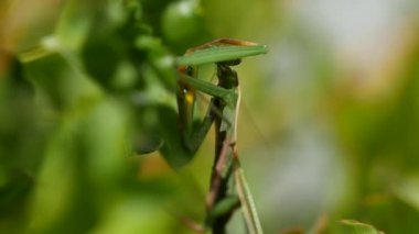 Peygamber Devesi'nin yakın çekim