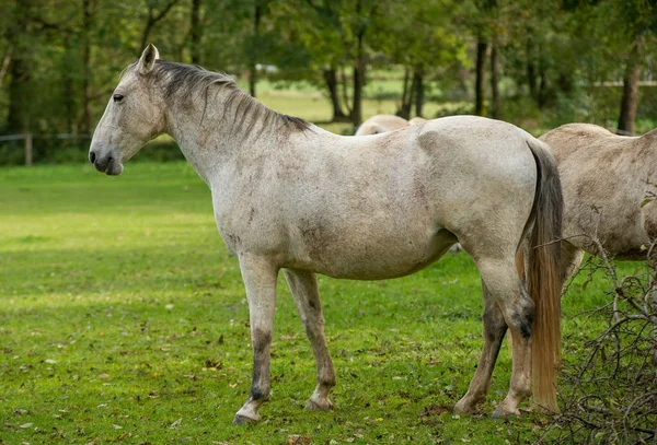 Paardenweiden in het weiland — Stockfoto