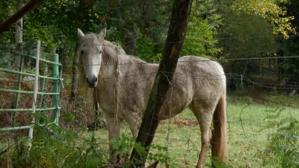 Caballo Blanco Pastando Prado — Vídeo de stock