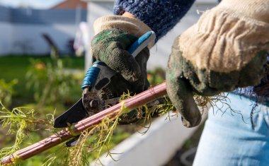 Bahçıvana yakın dur ve dalları kes.