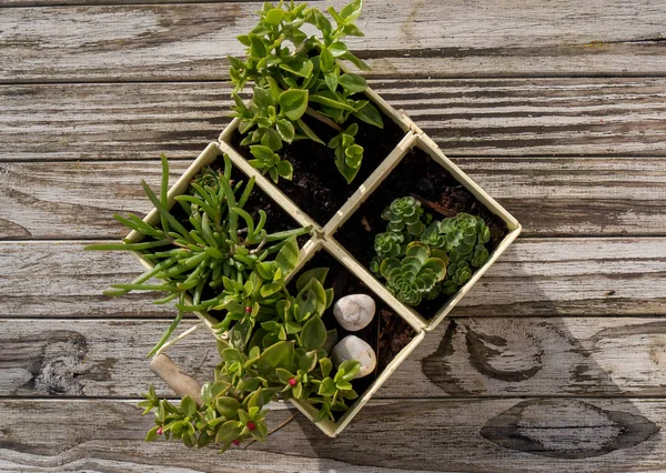 Pequeñas plantas verdes sobre mesa de madera — Foto de Stock