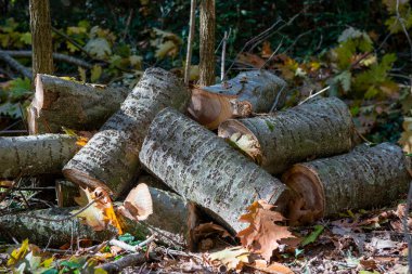 Ormanda bir yığın odun. Yakın çekim.