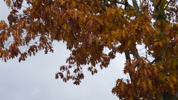 Follaje Del Árbol Otoño — Vídeo de stock