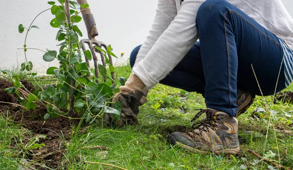 Primer plano de la jardinería mujer con pala — Foto de Stock