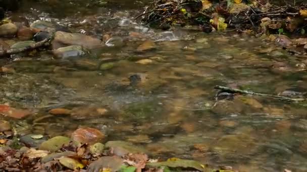 小石河的溪流 — 图库视频影像