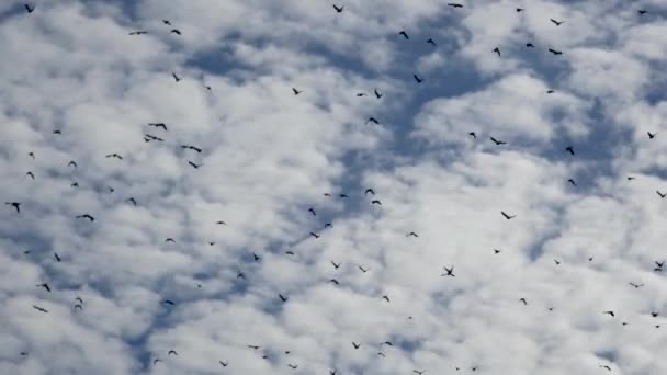 Large Flock Starlings — Stock Video