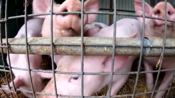 Young Piglets Pig Farm — Stock Video